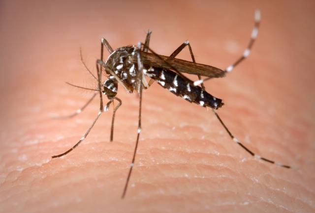 =Paraná registra a segunda morte por dengue no ano